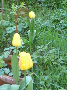 Yellow tulips: my garden, 2013. They are not quite ready to bloom, this year. 